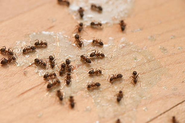 Best Emergency Pest Control  in Dahlone, GA