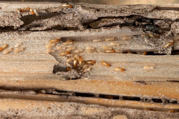 Best Affordable Pest Control Services  in Dahlone, GA